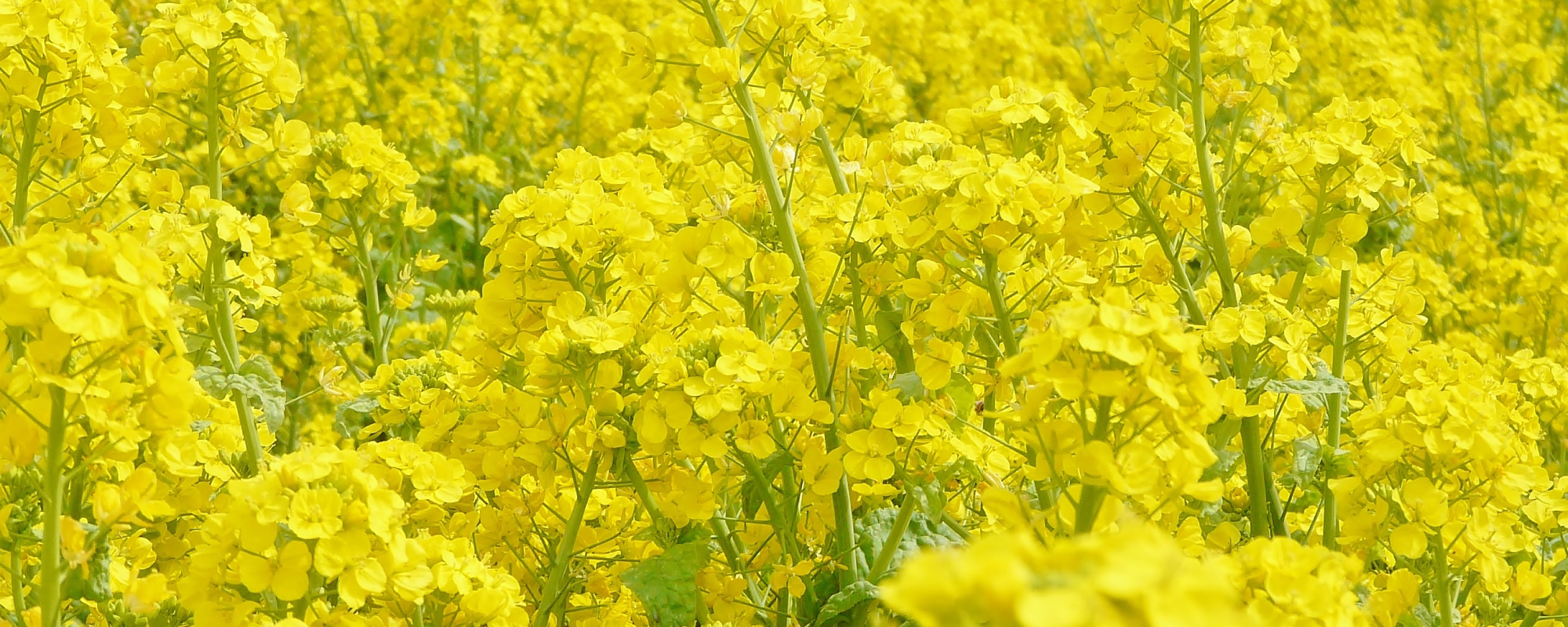 菜の花